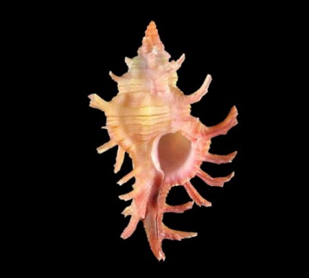 Chicoreus aculeatus - Philippines, Samal, Balut Island - 42.9mm